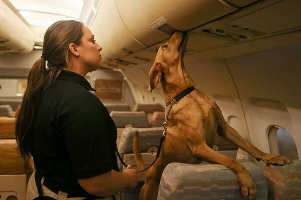 inside look tsa canine training