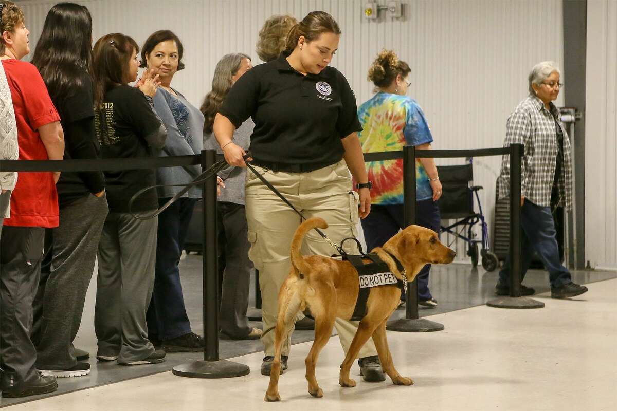 Trainer Nicole Osterman from San Juan, Puerto Rico works with Derby, a 2 1/2-year-old Labrador Retriever, in an airport mock checkpoint exercise during a behind-the-scenes look at the Transportation Security Administration's explosive-detection K9 training center at Lackland Air Force Base on Wednesday, Oct. 17, 2018.