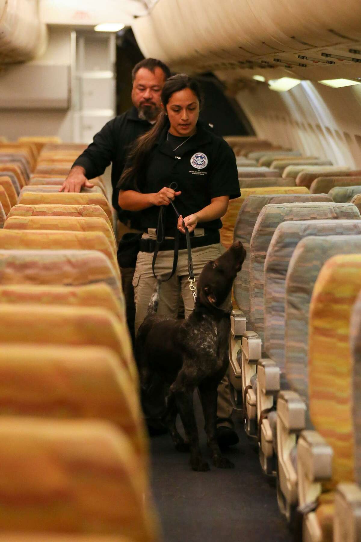 Raquel Granados from DFW searches for explosives with Szultan, a two-year-old German Shorthaired Pointer, in a wide aircraft exercise as the Transportation Security Administration gives a behind-the-scenes look at their explosive-detection K9 training center at Lackland Air Force Base on Wednesday, Oct. 17, 2018.