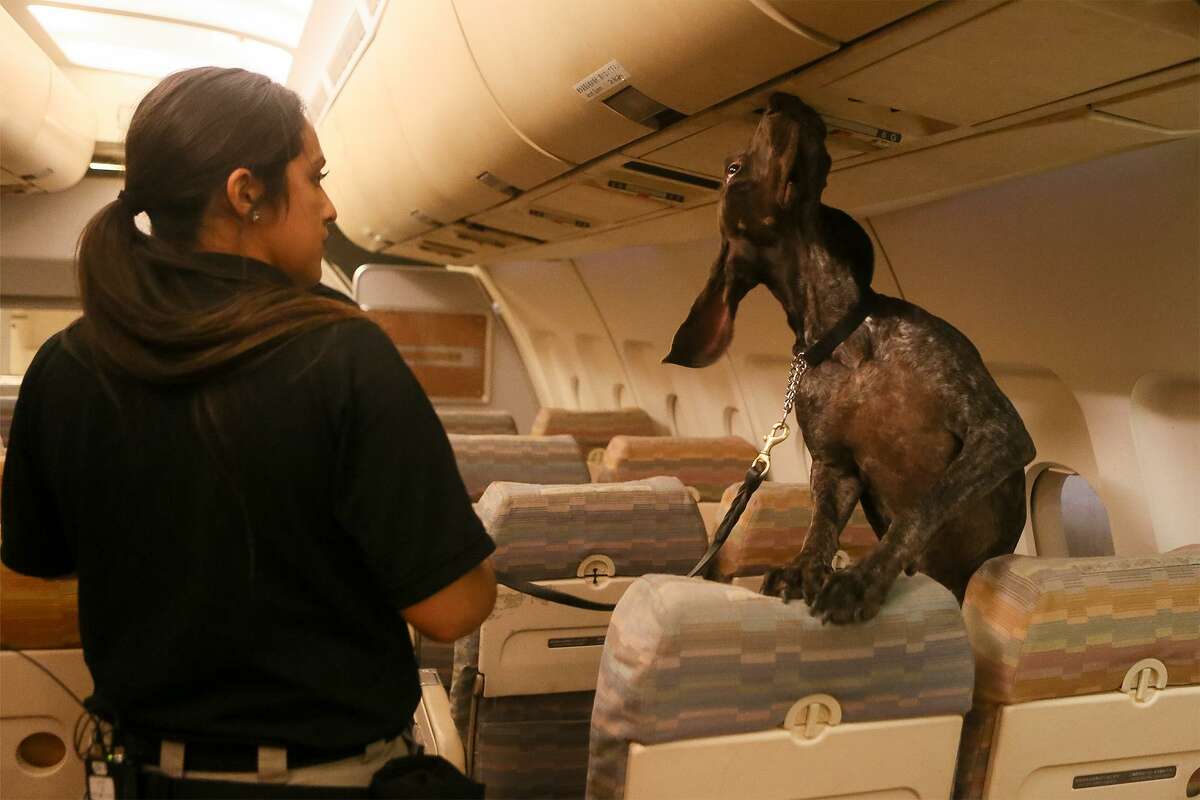 TSA offers look at San Antonio K9 explosives training center