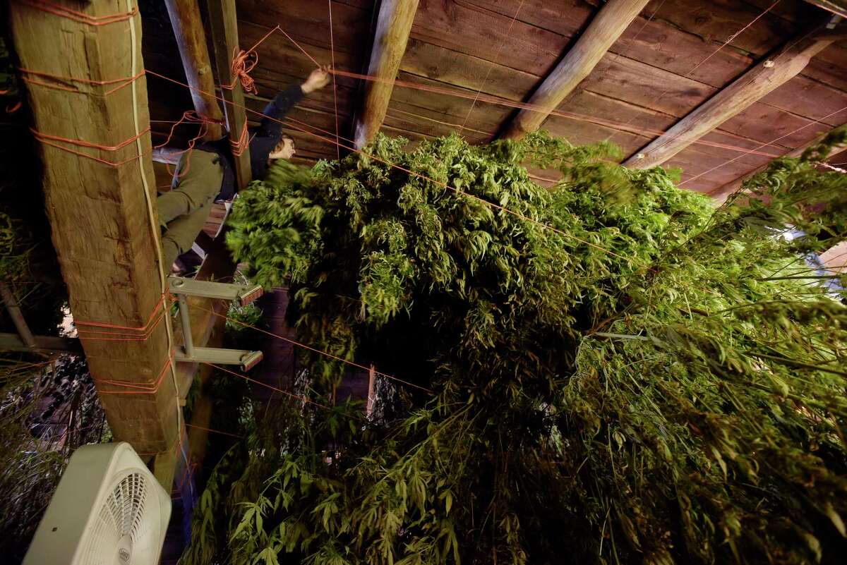 Sarah Rogers climbs into the rafters of a barn to hang hemp plants at her farm on Tuesday, Oct. 16, 2018, in Hebron, N.Y. The hemp plants need to dry out before being sent to be processed. Rogers and her sister Iris Rogers are harvesting their first crop of hemp plants. Some of the plants will be used for CBD oil. (Paul Buckowski/Times Union)