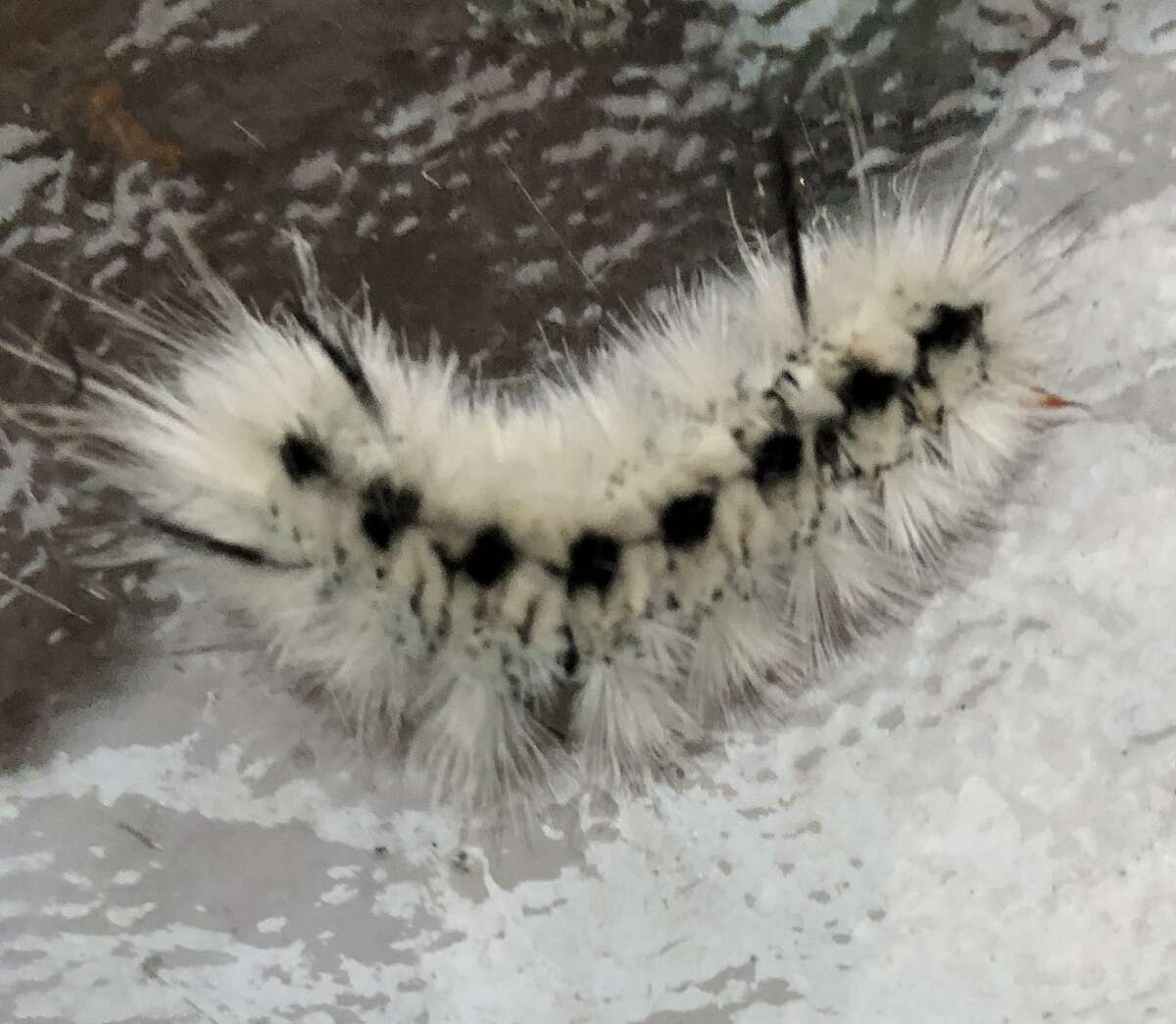 The Black and White Furry Caterpillar, also known as the Lophocampa caryae, is actually the larval form of the Hickory Tussock Moth. Originally found in Canada, these insects have made their way southwards into the New England and Mid-atlantic regions. Appearing most commonly during the summer and early fall months, the insect can be found eating the leaves of several tree and plant species.
