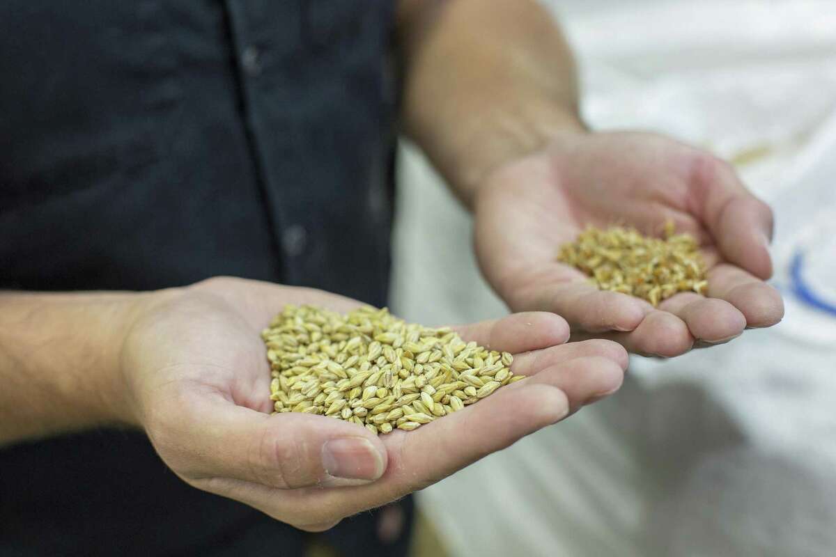 Brandon Ade, founder of Blacklands Malt, compares raw barley against green malt consisting of hard red winter wheat that was in the germination process while in the grain room at Blacklands Malt in Leander.
