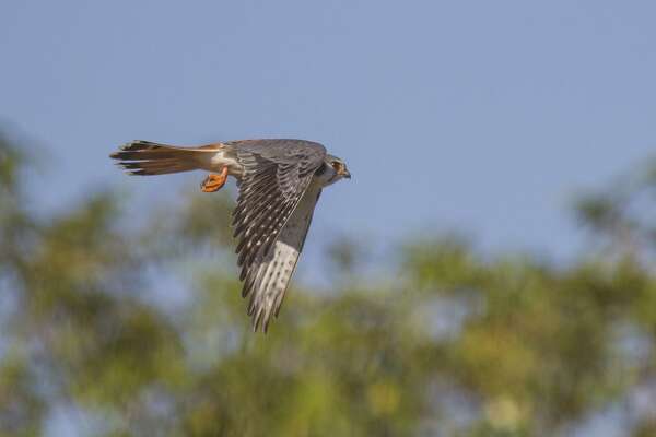 Dont Let This Birds Small Size Fool You American Kestrel - 