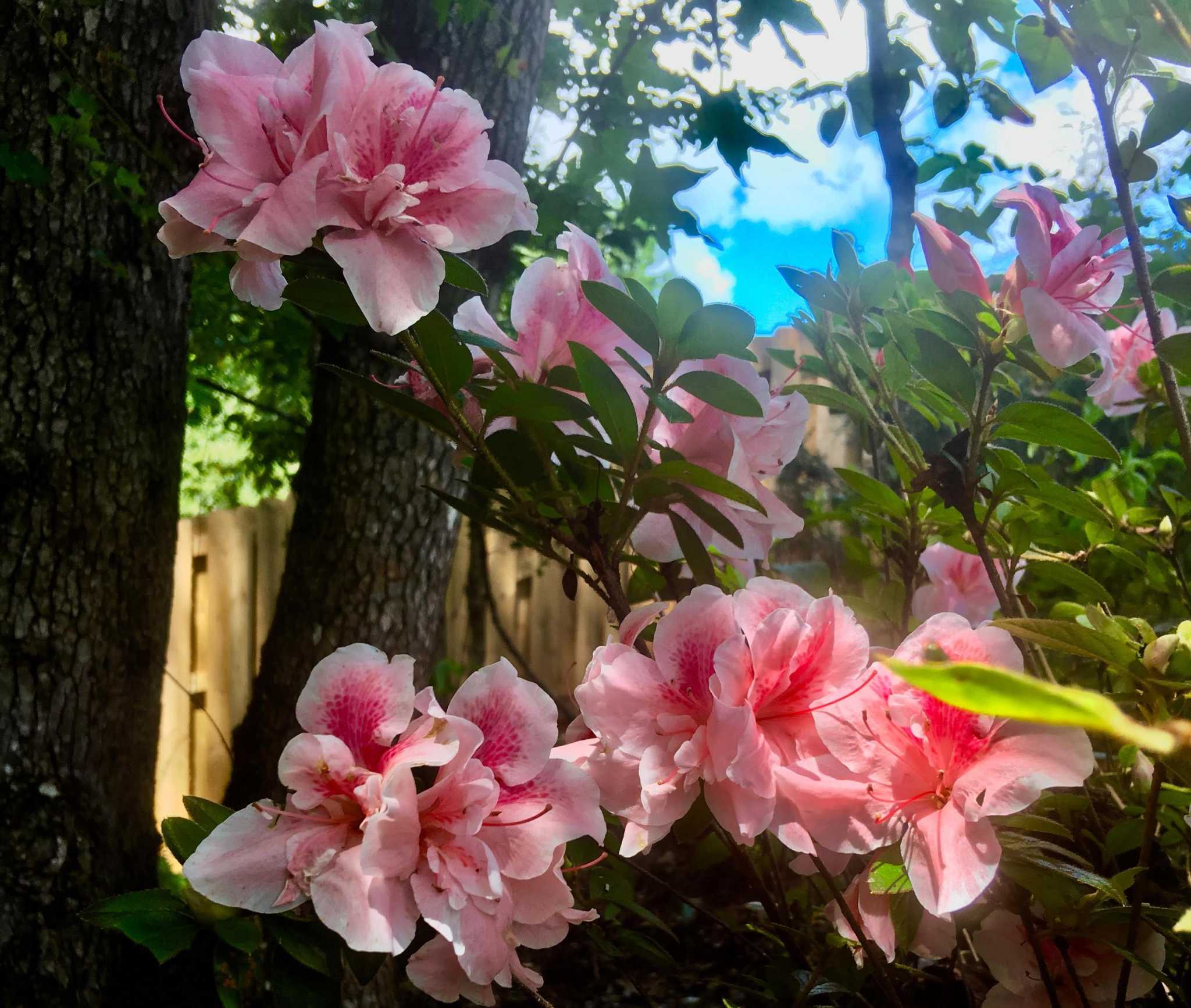 Finicky hydrangeas need a particular spot in the Houston garden