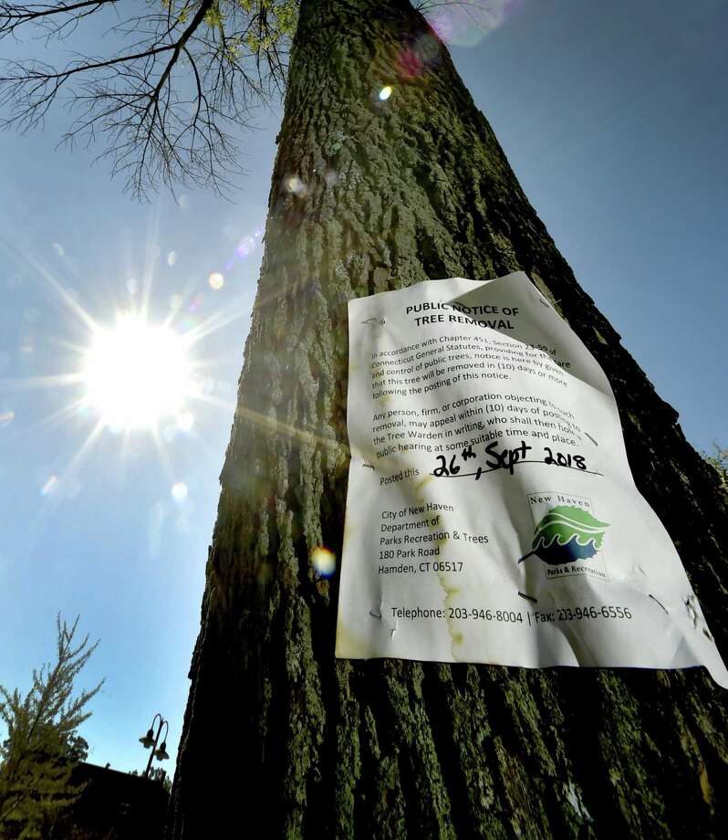 Towns struggle with cost of removing ash trees killed by invasive pest