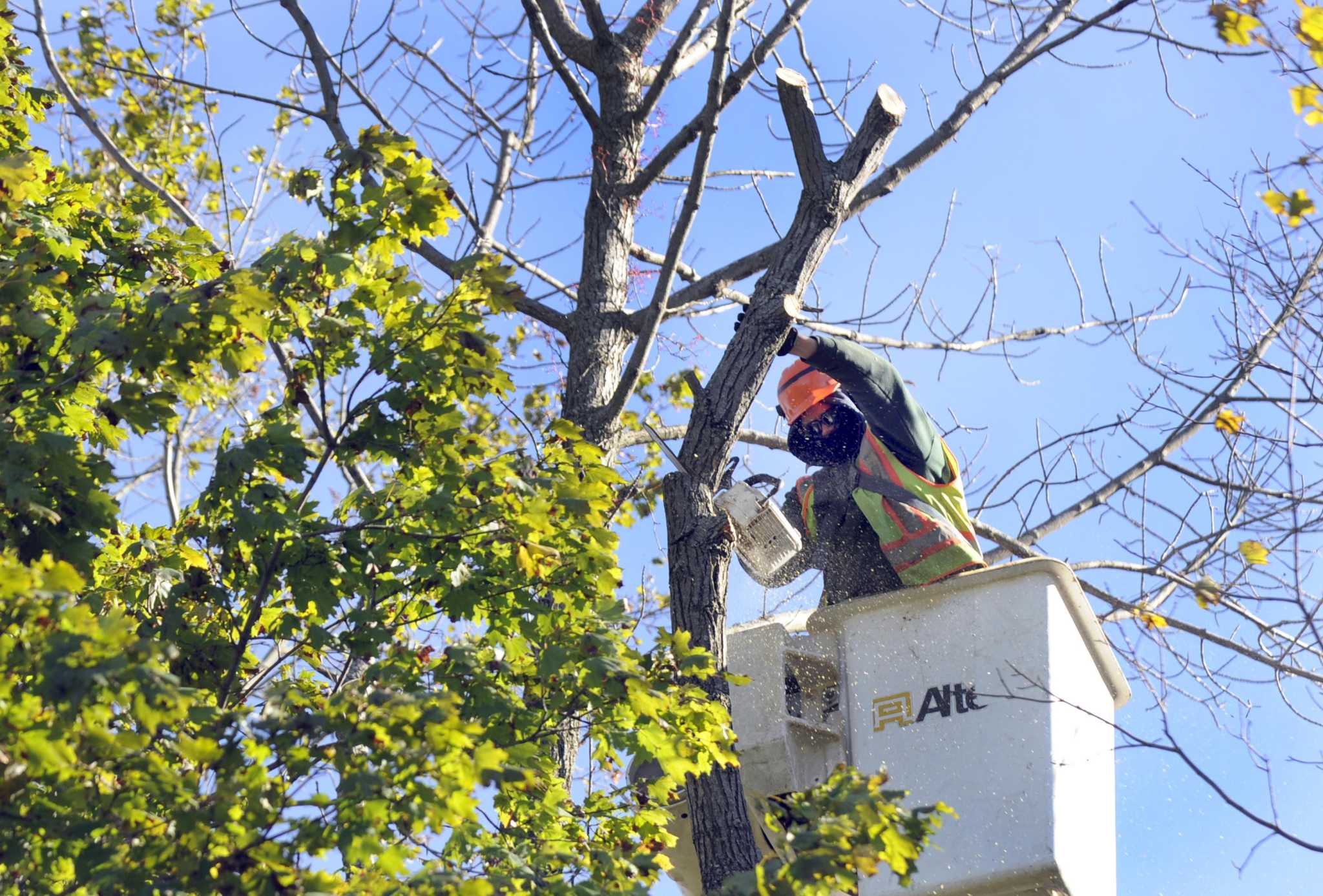 Connecticut's ash trees likely doomed