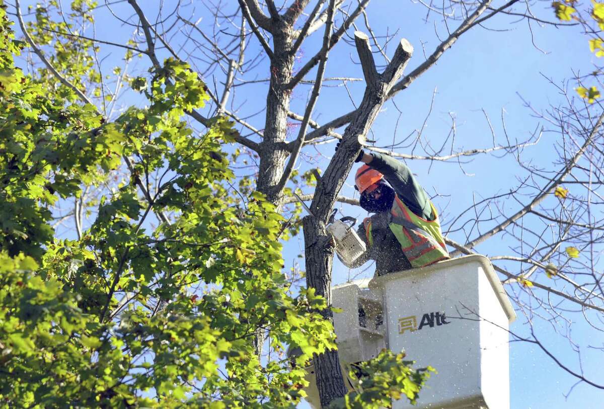 Gill Vieira of Danbury, an employee of Knapp Tree Service, takes down an ash tree near Huntington State park in Redding on Thursday.