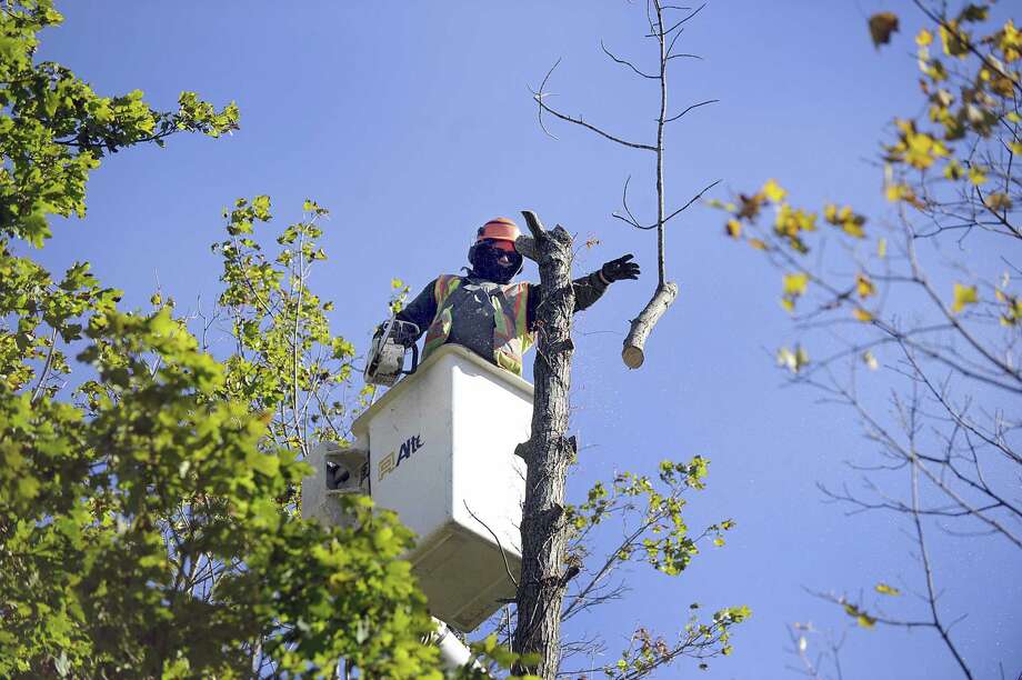 connecticuts ash trees likely doomed