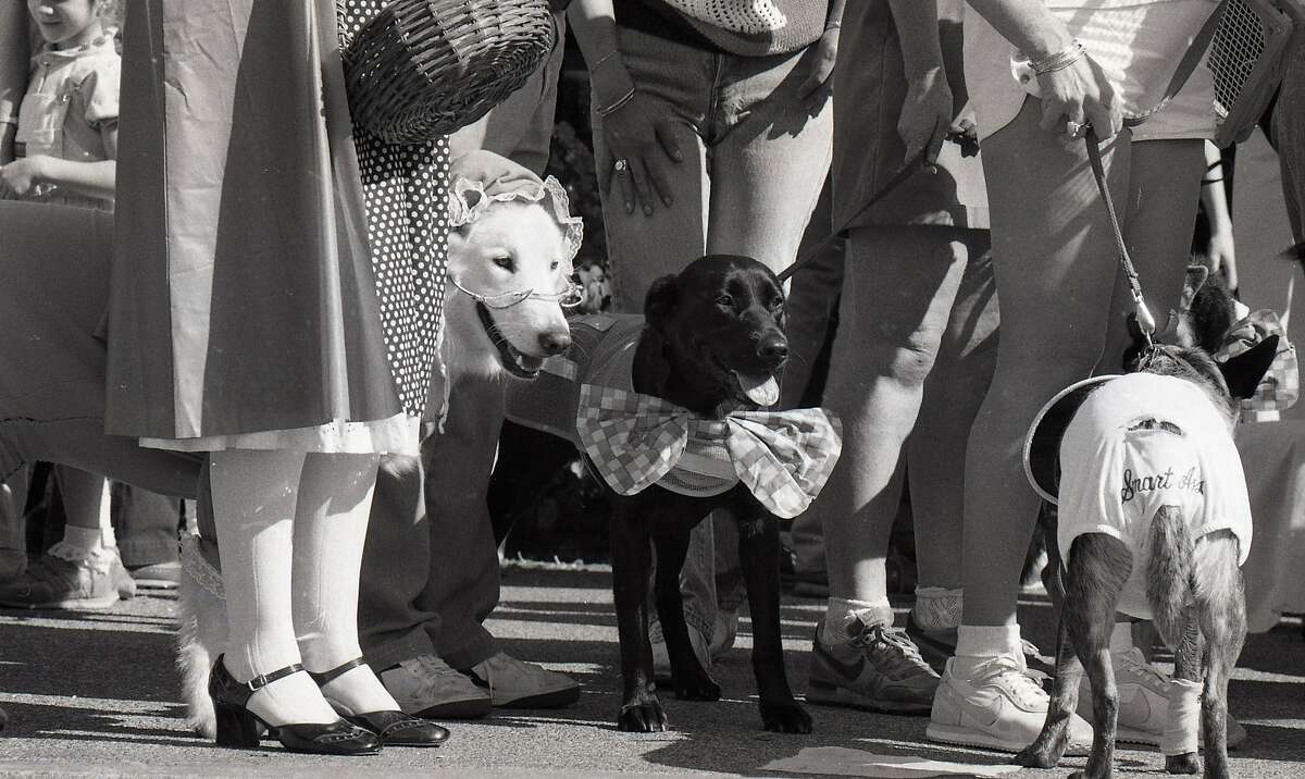 1985年10月27日，Larkspur Landing购物中心为Paws商店举办的狗狗万圣节派对