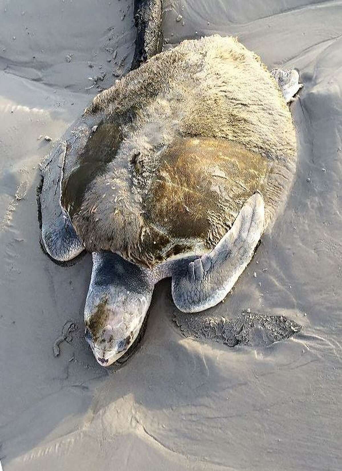 A sick sea turtle was stranded on the west side of Galveston’s beach Oct. 9, 2018, covered in algae and barely conscious. After a NOAA Fisheries employee picked it up from the beach, the turtle was taken to the Houston Zoo for an exam and medical treatment. The turtle is now recovering at the National Oceanic and Atmospheric Administration’s Galveston facility.