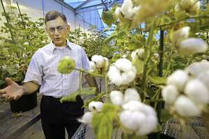 Cottonseed hummus, anyone? Texas A&M researchers win USDA approval, hope to help feed the world with cotton