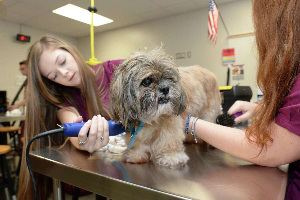 Katy Isd Vet Med Program Enters 9th Year