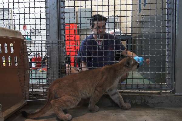 Two Orphaned Mountain Lion Cubs Thriving At Oakland Zoo - 