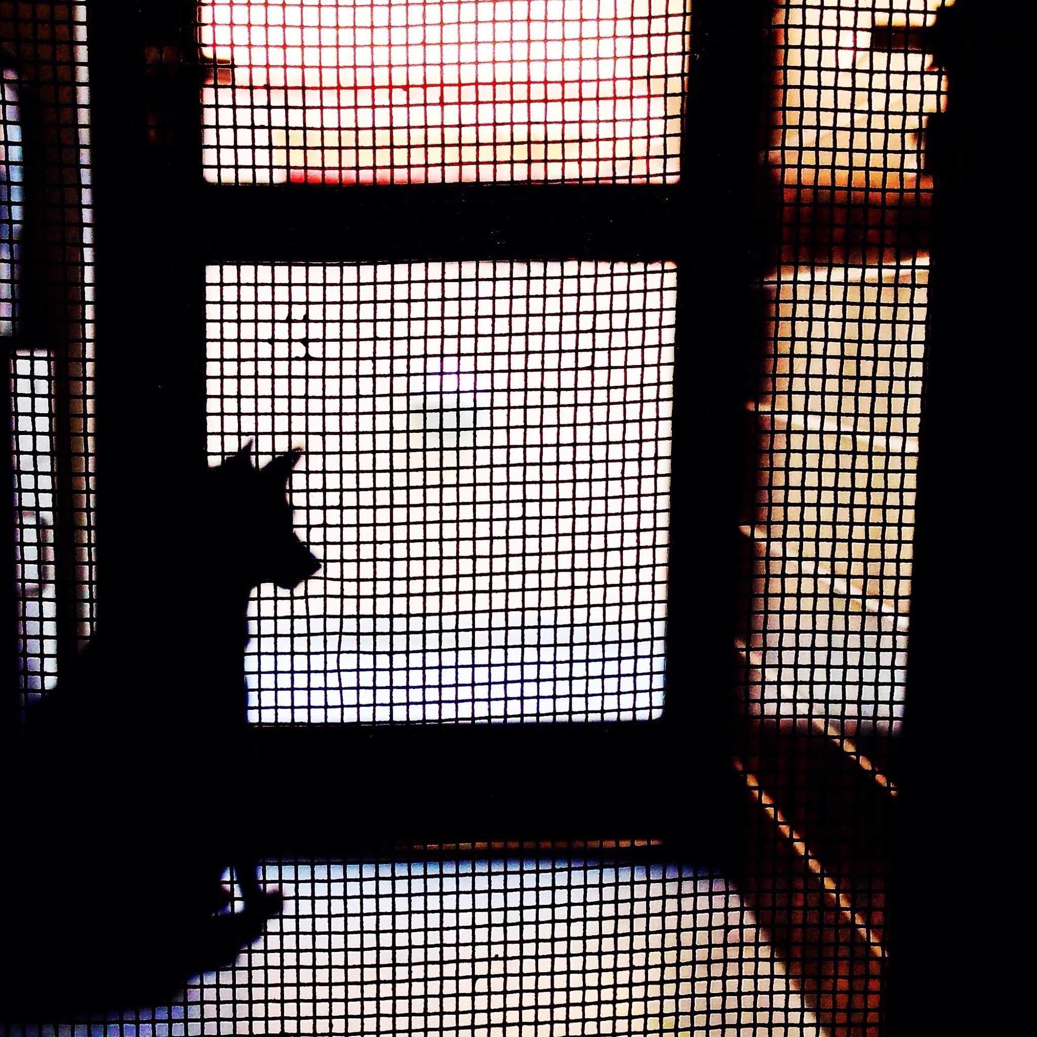 Albany DA: Justice reforms to burden animal shelters, pets could go back to abusers - Times Union