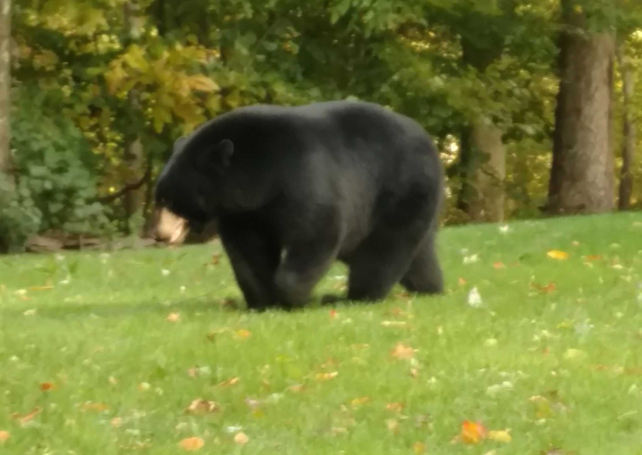 ‘Very large’ bear spotted in Hamden New Haven Register