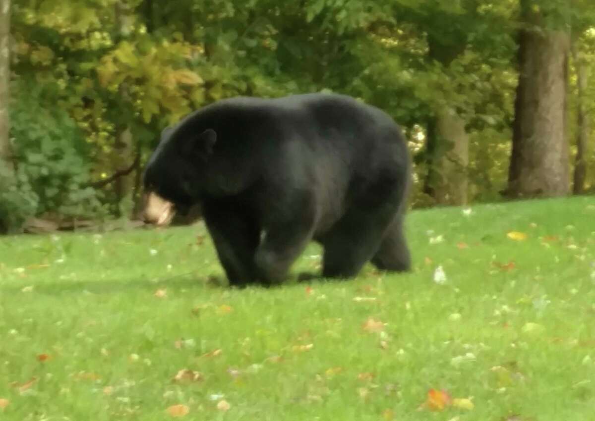 DEEP sightings Where the bears are in CT