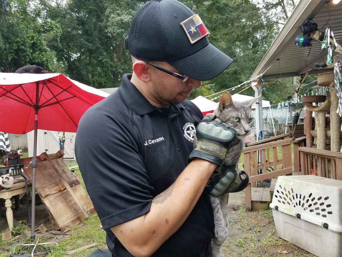 Montgomery County Precinct 3 Justice of the Peace Edie Connelly ruled that the more than 200 cats seized in a Spring home on Oct. 17 be given to the Houston SPCA.