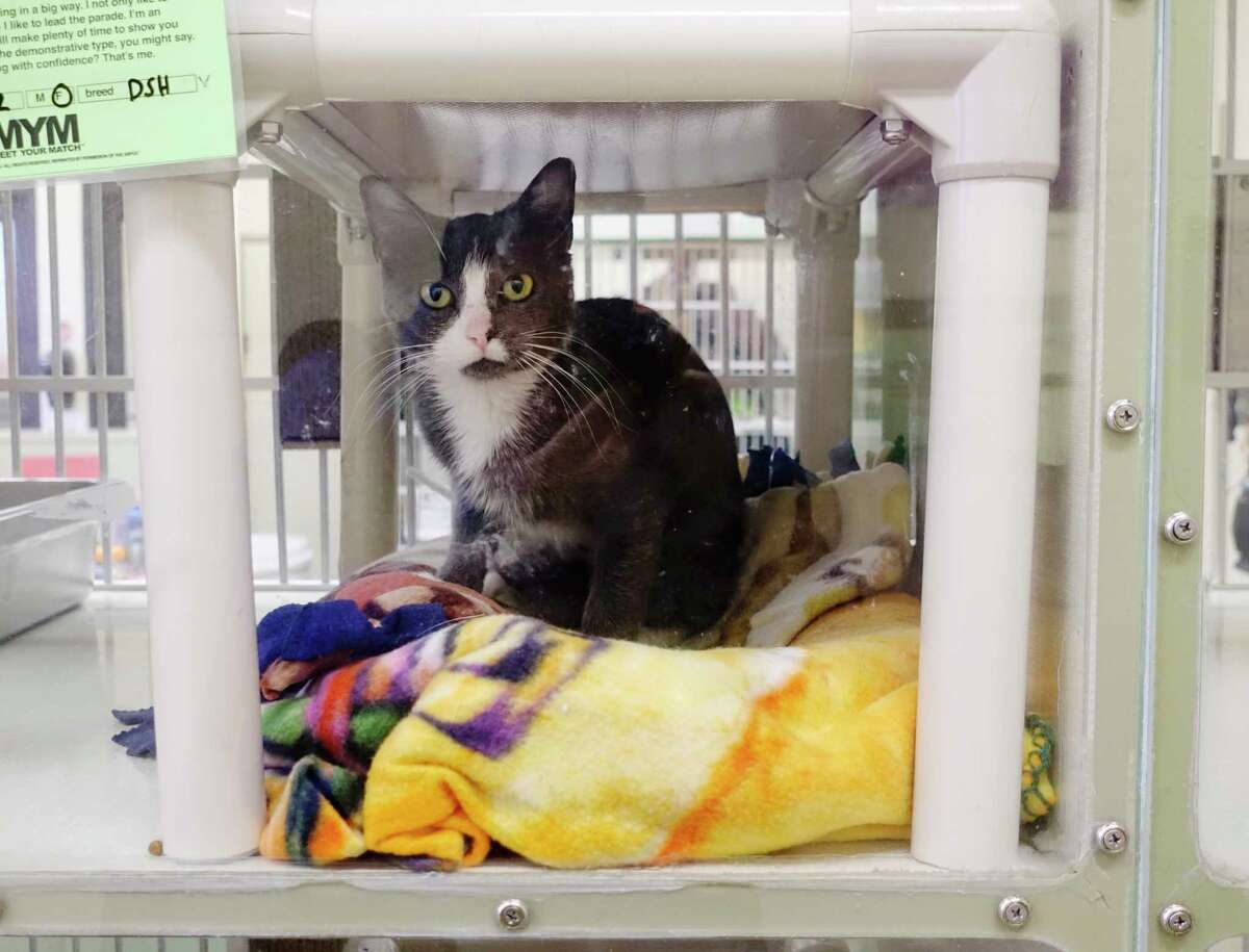 A cat is seen in the cat adoption room at the Animal Protective Foundation on Thursday, Oct. 25, 2018, in Glenville, N.Y. A ground breaking event was held at APF on Thursday for the new Burton & Violet Delack Feline Care Center, on Thursday, Oct. 25, 2018, in Glenville, N.Y. The center, to be created by a combination of new construction and renovations to existing space, will be named in honor of the late Schenectady couple whose sizable financial donation served as the lead gift for the project. The construction will create a second cat adoption room. APF takes in approximately 1,000 stray or abandoned cats each year. The new center will feature a cage-free housing and adoption area, and a new cat evaluation room, both of which are designed to reduce stress, improve socialization and help the cats become ready for adoption more quickly. (Paul Buckowski/Times Union)