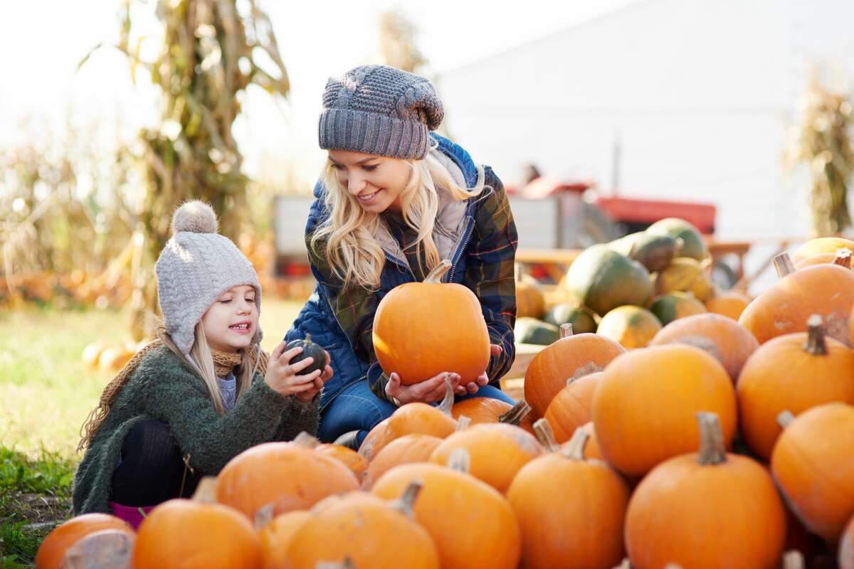 Pumpkin patch visits are considered a moderate risk activity during the coronavirus pandemic.