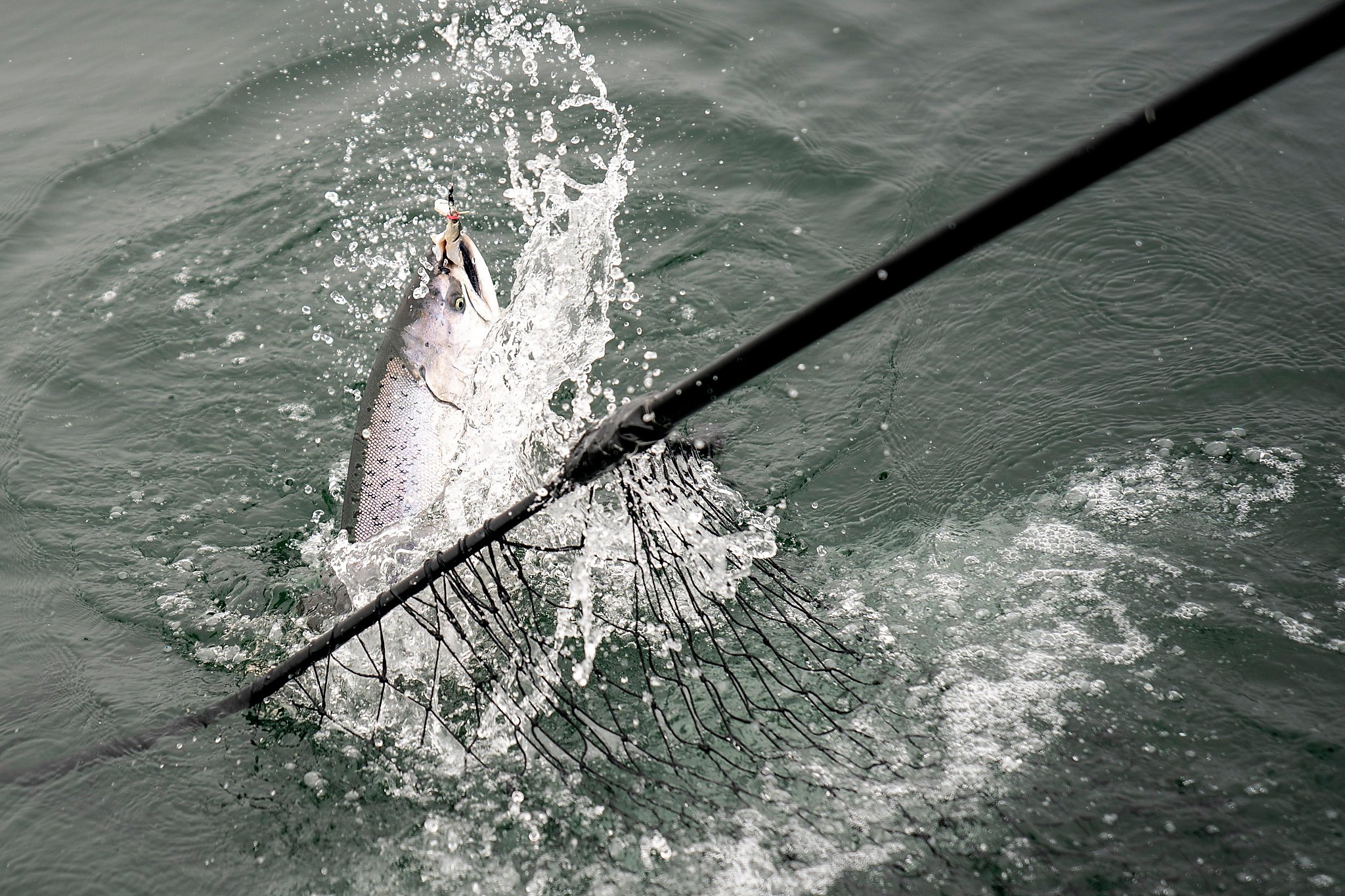 Salmon season has arrived. Here’s what to expect.