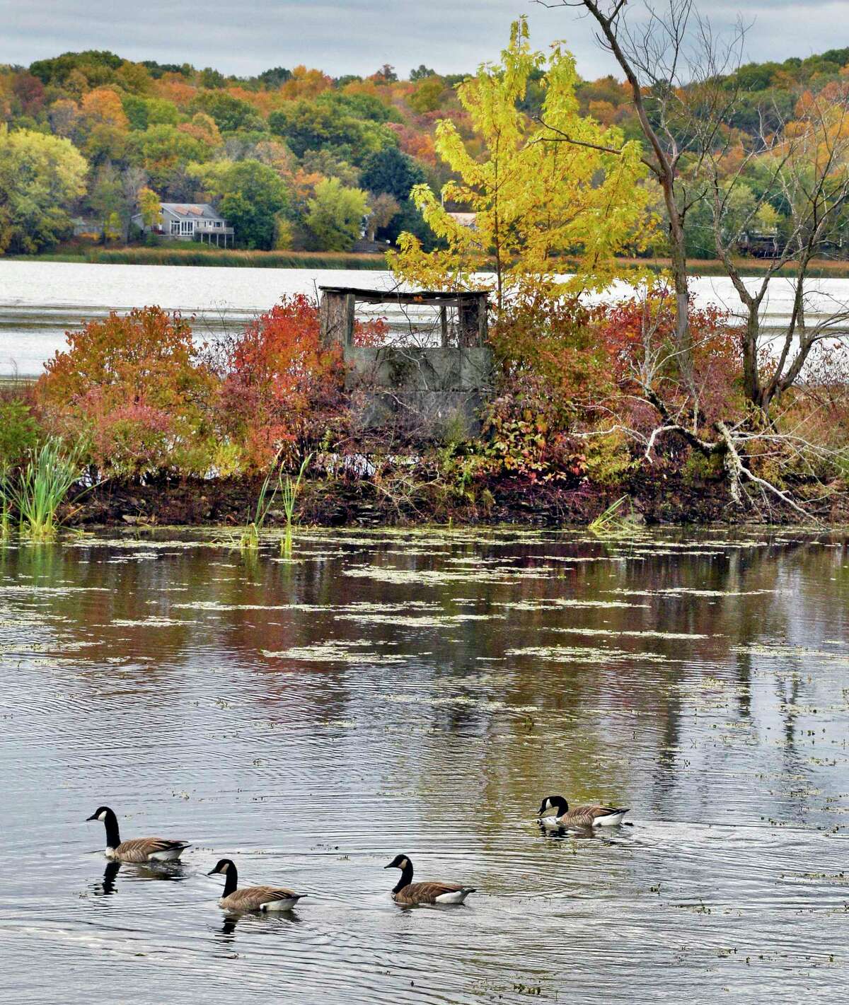 Canada Geese cruise along below an Autumn colored island in the Mohawk River Thursday Oct. 25, 2018 in Halfmoon, NY. (John Carl D'Annibale/Times Union)