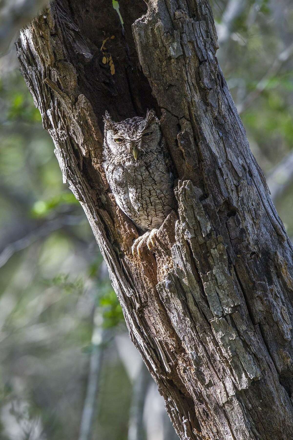 Owls once provided the scares on Halloween