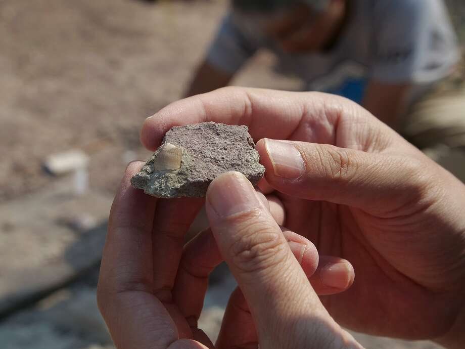 Paleontologist Xu Xing holds last month a dental fossil of an ancient crocodile in Yanji, China. Photo: Sam McNeil / Associated Press