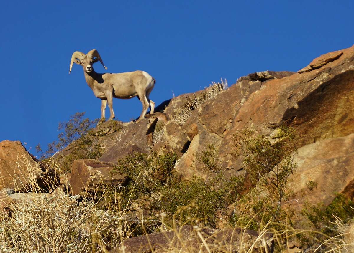 Big horn sheep in the mountains surrounding the Coachella Valley.