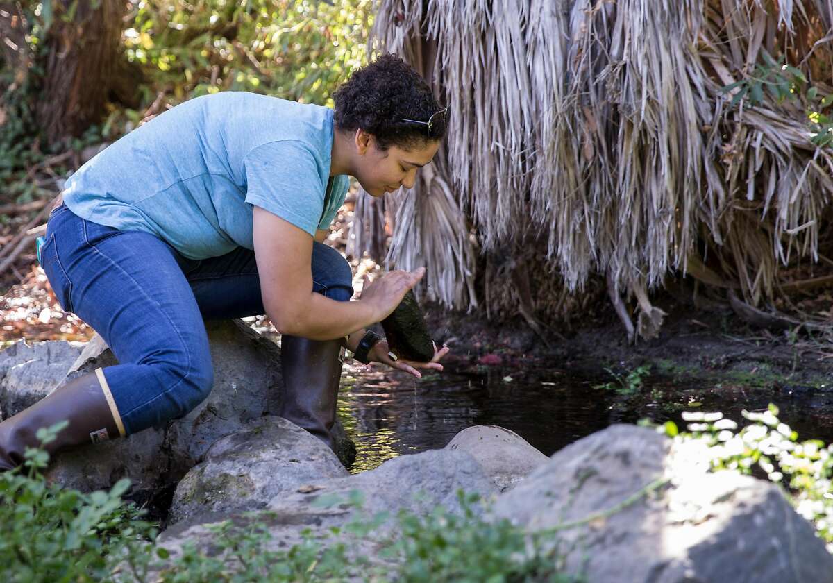 Emily King, UC Berkeley Ph.D. Candidate Research Coordinator, checks a temperature monitor she had lace in Mt. Diablo Creek while studying New Zealand Mud Snails in Clayton, Calif. Wednesday, Oct. 24, 2018.