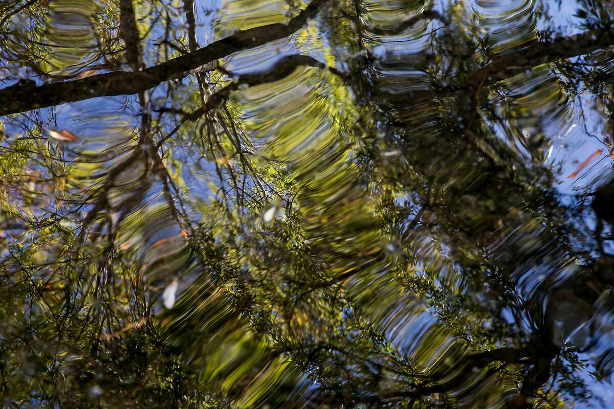 Trees are reflected in ripples in the water of Mt. Diablo Creek where the New Zealand Mud Snail lives in Clayton, Calif. Wednesday, Oct. 24, 2018.