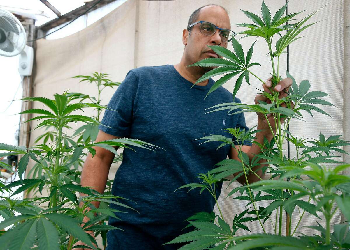 Alexis Bronson inspects marijuana plants in the greenhouse at his home in Oakland, Calif. on Wednesday, Aug. 8, 2018. Bronson's plan to expand his cloned marijuana plant operation came to an abrupt end when his venture through Oakland's cannabis equity program never materialized and has now lost his cultivation permit issued by the state Bureau of Cannabis Control.