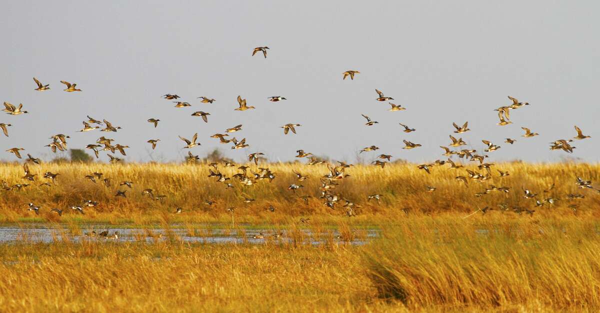 Statewide abundance of wetland habitat, much created or enhanced by recent widespread rains, promises to benefit arriving migratory waterfowl but could make for tougher hunting when duck and goose seasons open Nov. 3 in most of Texas.