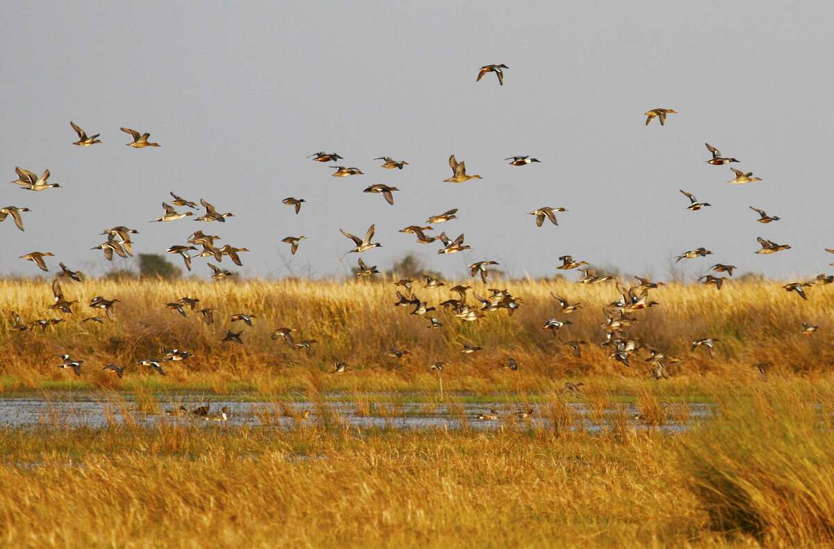 Statewide abundance of wetland habitat, much created or enhanced by recent widespread rains, promises to benefit arriving migratory waterfowl but could make for tougher hunting when duck and goose seasons open Nov. 3 in most of Texas.