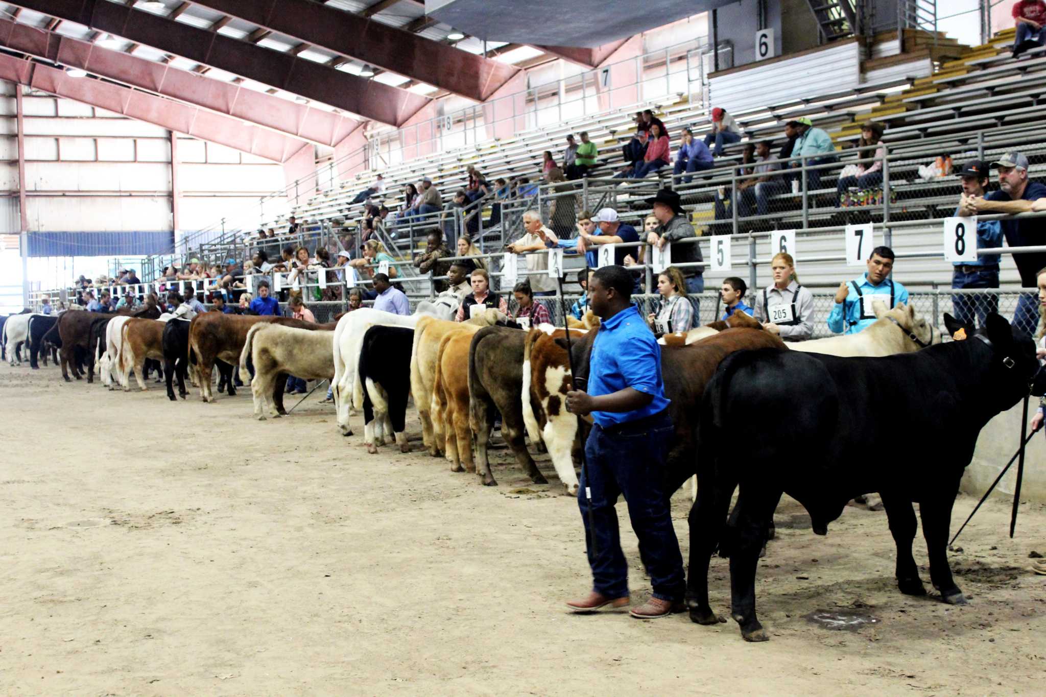 FFA members participate in annual livestock progress to prepare for the