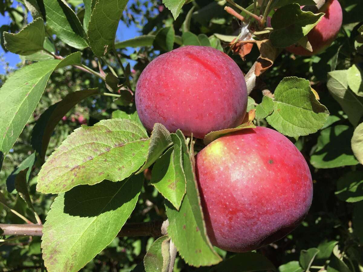 Apples of all varieties are ripe for the picking at Lyman Orchards in Middlefield.