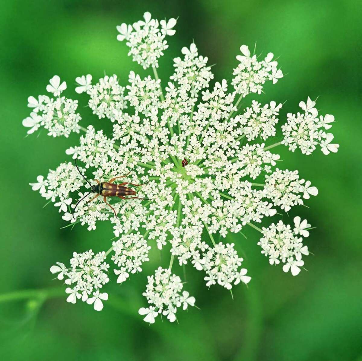 Queen Anne's lace graces many 'waste' places