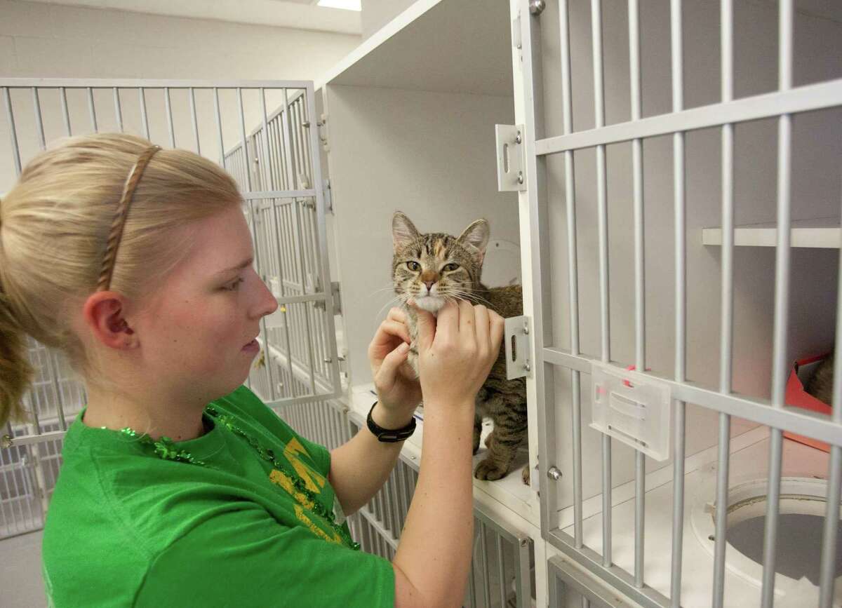 A volunteer pets a cat at the City of Conroe Animal Shelter's cat room. The Conroe City Council has approved a contract with the city of Willis for the intake of 240 animals a year.