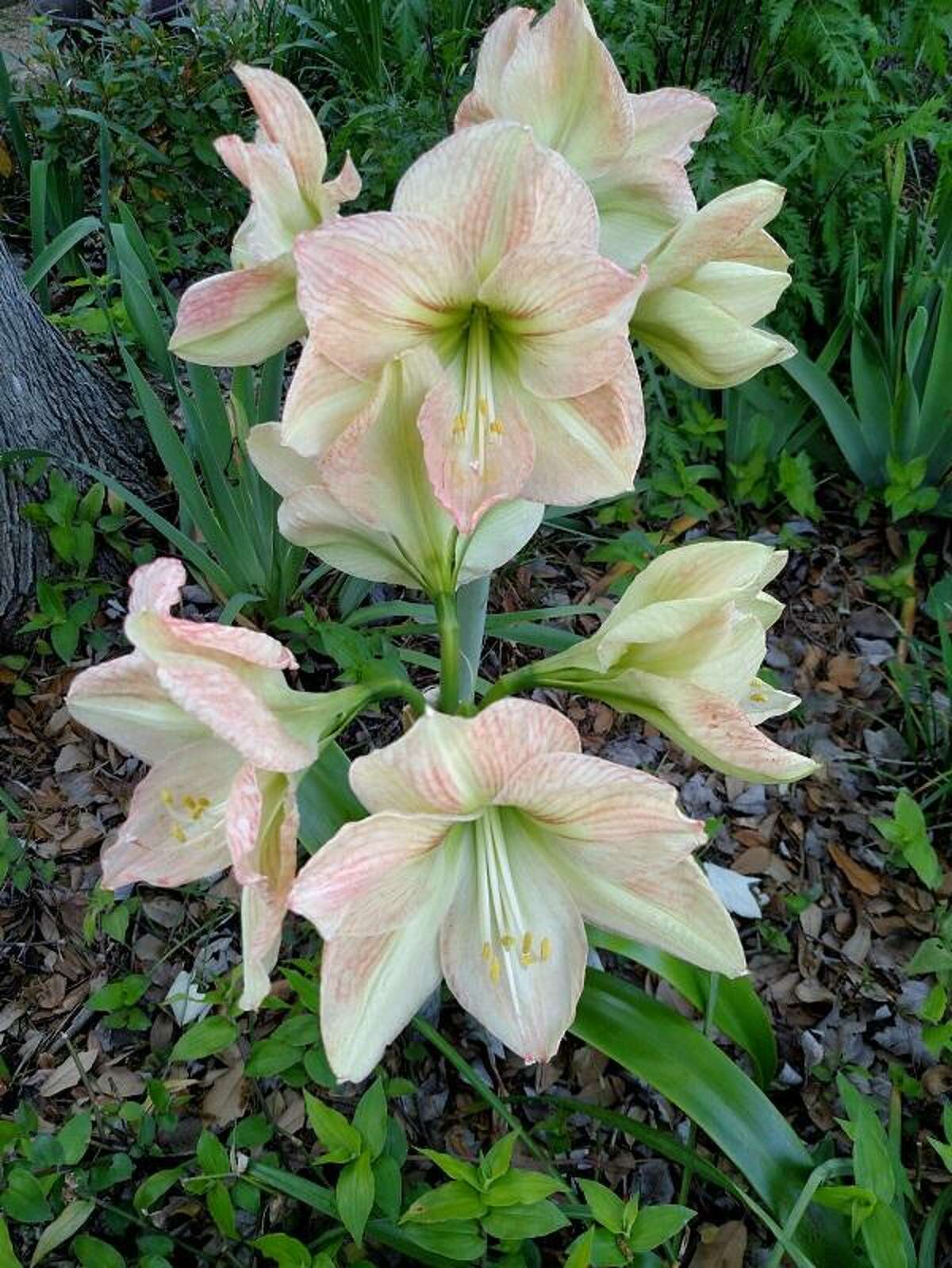 How to force holiday bulbs to blooms