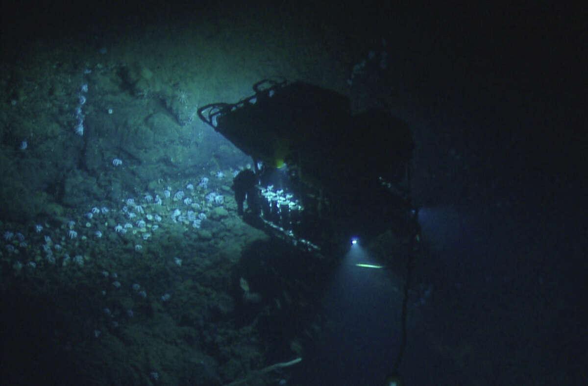 Huge Cluster of Octopuses Observed Southwest of Monterey