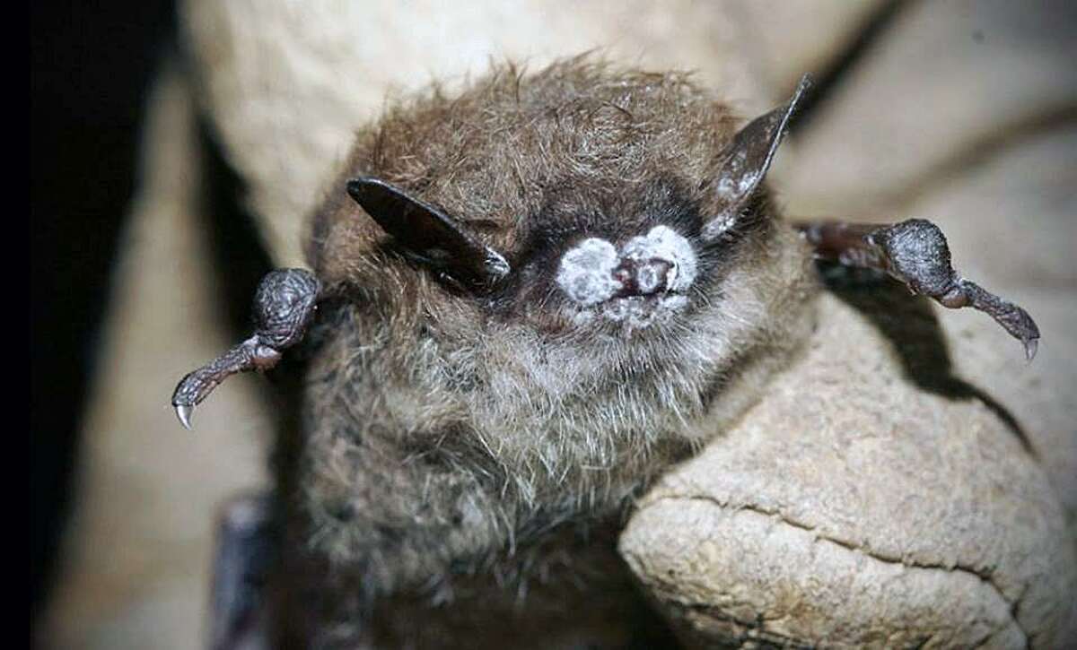 A bat photographed with white-nose syndrome.
