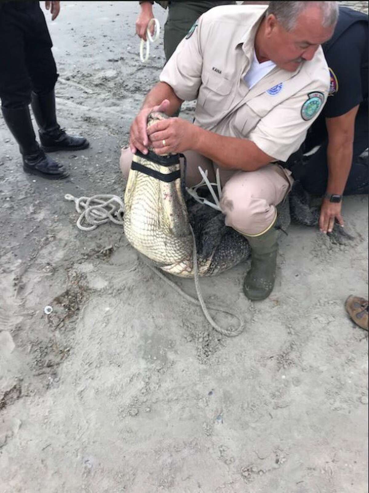 10foot alligator caught on Galveston beach