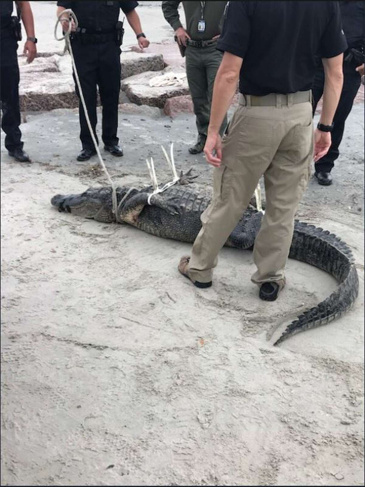 10foot alligator caught on Galveston beach