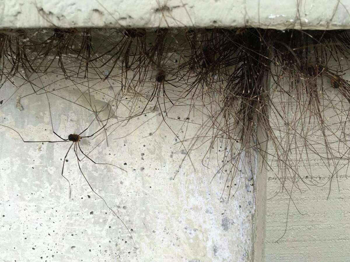 Horrifying Picture Of Clustered Daddy Long Legs Spiders Is The Stuff