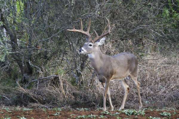 Star city whitetails