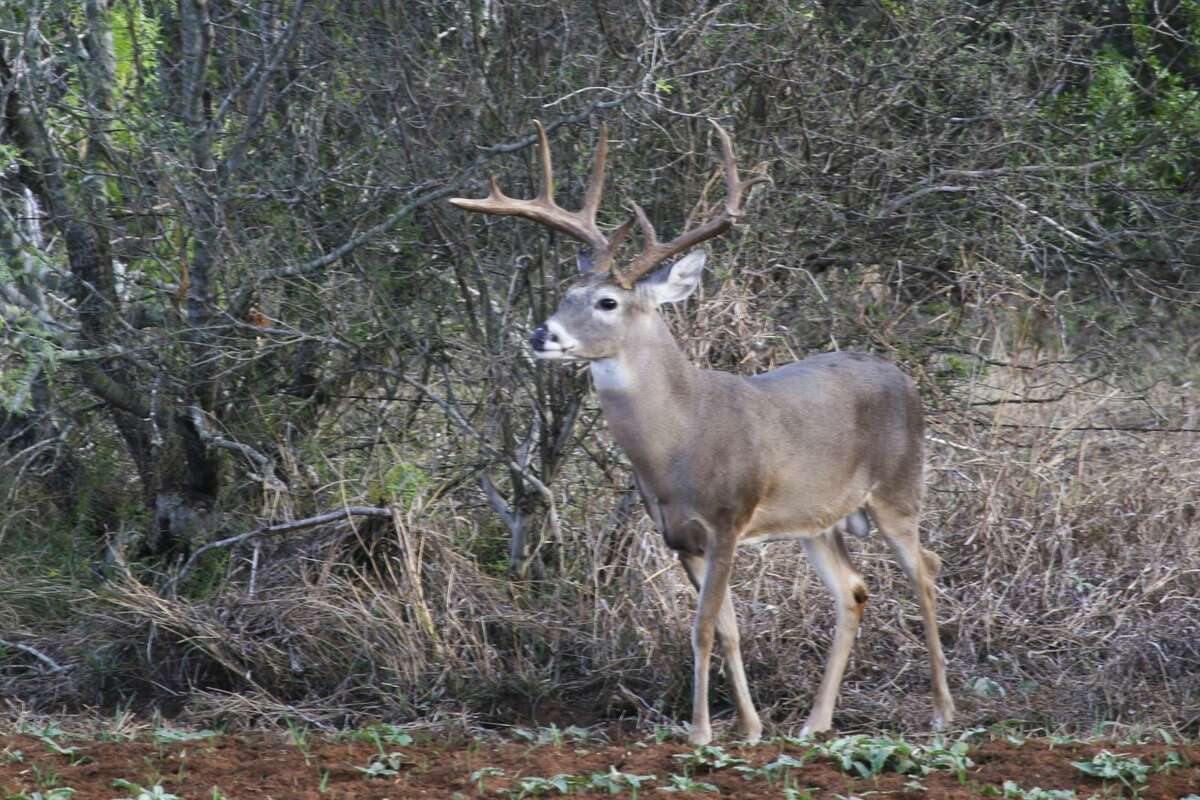 Plenty of positive signs for hunters with Texas’ white-tail deer season ...