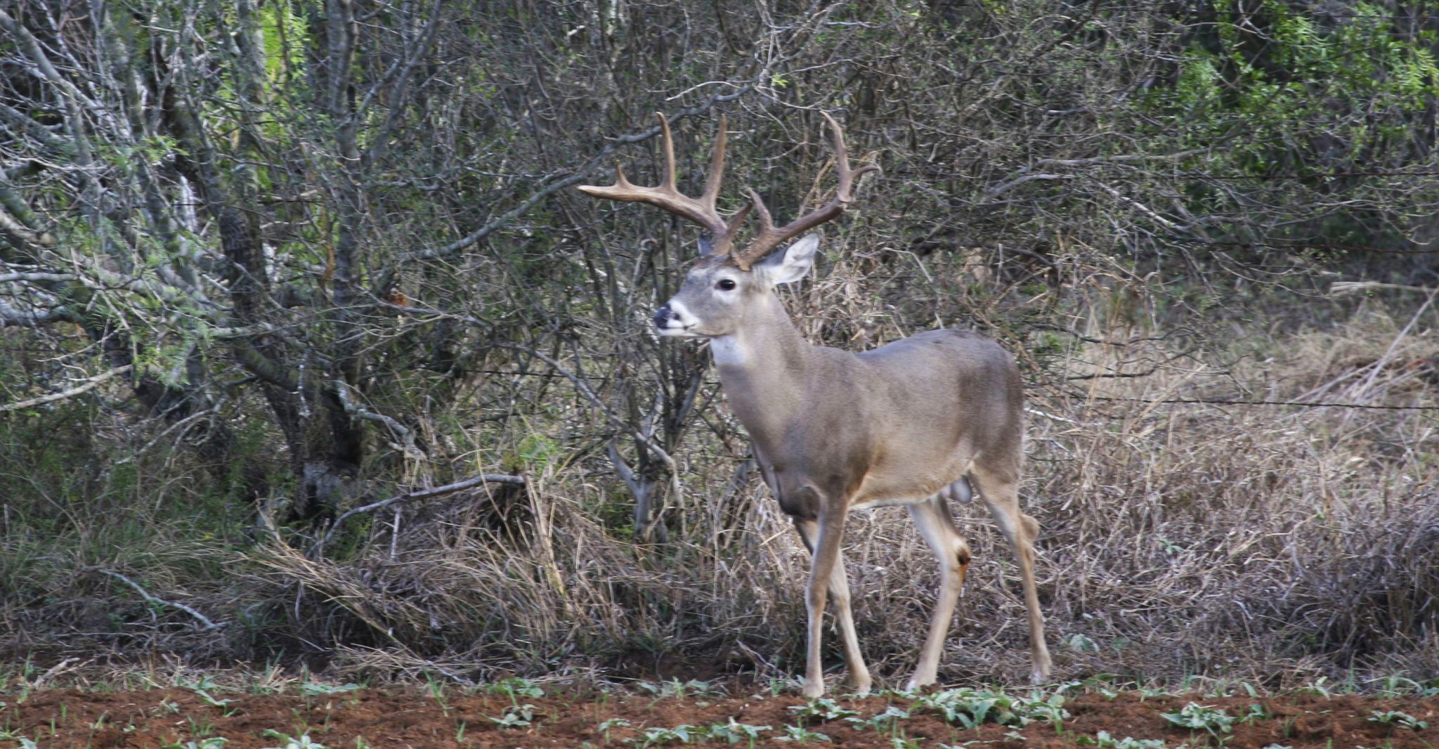 Plenty of positive signs for hunters with Texas’ whitetail deer season