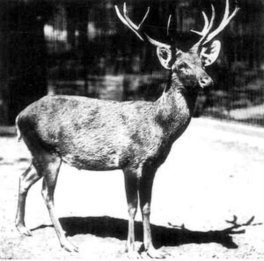 Of course, plants and animals of all kinds are going extinct. The International Union for Conservation of Nature’s Red List of Threatened Species has a list of 872 species it has direct evidence of extinction, like Schomburgk's Deer (Rucervus schomburgki) pictured above. "More than 26,000 species are threatened with extinction. That is more than 27% of all assessed species," the group writes.
The Center for Biological Diversity averages: "Although extinction is a natural phenomenon, it occurs at a natural “background” rate of about one to five species per year. Scientists estimate we're now losing species at 1,000 to 10,000 times the background rate, with literally dozens going extinct every day. It could be a scary future indeed, with as many as 30 to 50 percent of all species possibly heading toward extinction by mid-century." Photo: Wiki Commons