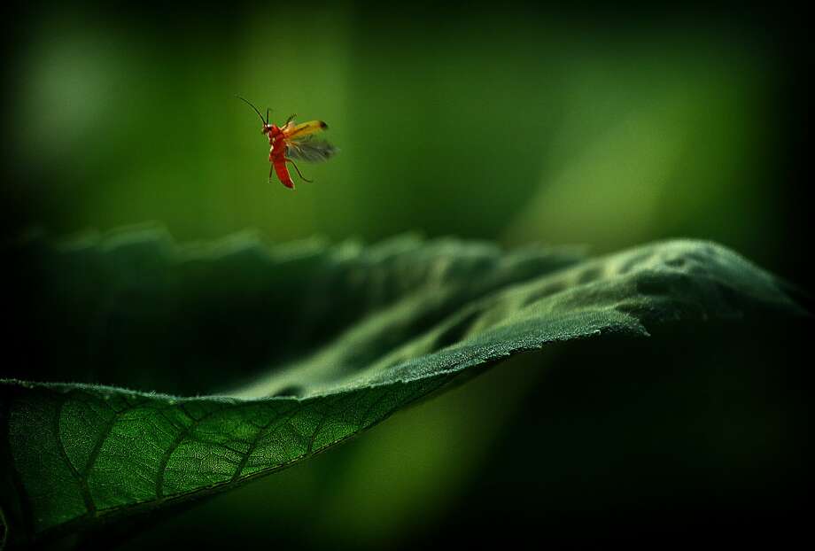 In fact, we're wiping out bugs left and right. The Washington Post wrote in October, "In 2014, an international team of biologists estimated that, in the past 35 years, the abundance of invertebrates such as beetles and bees had decreased by 45 percent. In places where long-term insect data are available, mainly in Europe, insect numbers are plummeting. A study last year showed a 76 percent decrease in flying insects in the past few decades in German nature preserves."
One study the Post's story cites is "Climate-driven declines in arthropod abundance restructure a rainforest food web." That study details that "arthropods, invertebrates including insects that have external skeletons, are declining at an alarming rate. ... Our analyses revealed synchronous declines in the lizards, frogs, and birds that eat arthropods. Over the past 30 years, (Puerto Rico’s Luquillo rainforest) temperatures have risen 2.0 °C, and our study indicates that climate warming is the driving force behind the collapse of the forest’s food web."
Photo: The common red soldier beetle (Rhagonycha fulva) descend of a sunflower leaf, Hungary" Photo: Zoltan Ritzel/Getty Images/Biosphoto