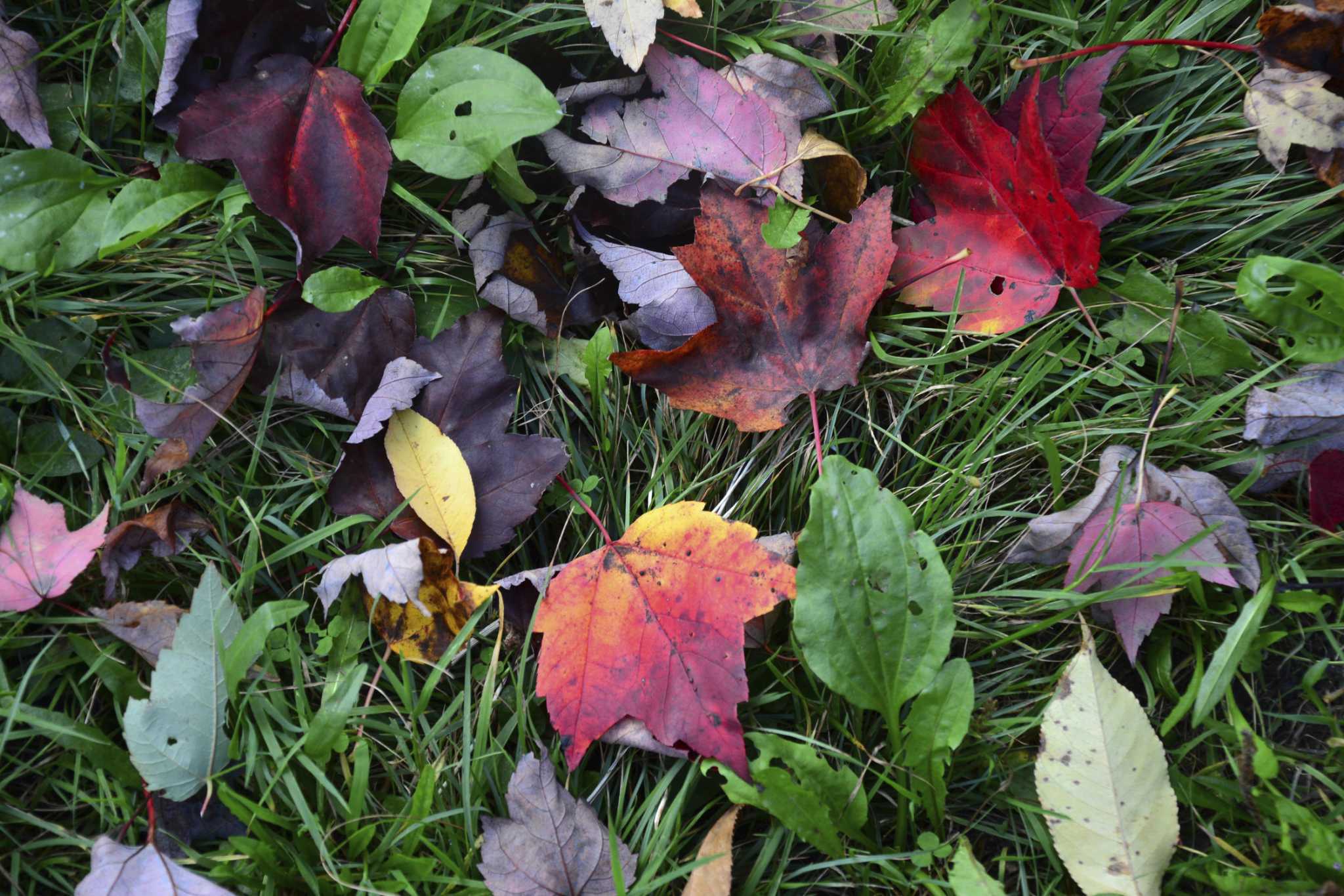 Milford Leaf pickup to begin Nov. 7